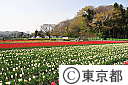 花と水のまつり・チューリップ畑