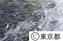 調布取水堰のアユ