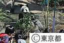 ジャイアントパンダの公開