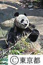 ジャイアントパンダの公開