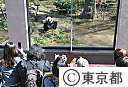 ジャイアントパンダの公開