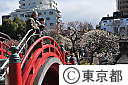 亀戸天神社の梅
