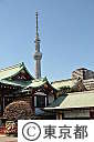 亀戸天神社の梅