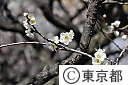 亀戸天神社の梅