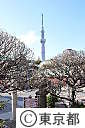 亀戸天神社の梅