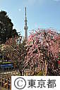 亀戸天神社の梅