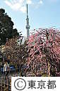 亀戸天神社の梅