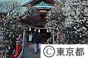 亀戸天神社の梅