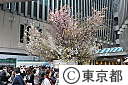 有楽町ルミネの桜