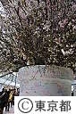 有楽町ルミネの桜