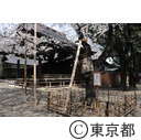 靖国神社の桜の標本木
