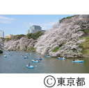 千鳥ヶ淵の桜