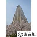 桜（都庁）