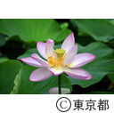大賀ハス（府中郷土の森公園）