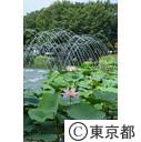 大賀ハス（府中郷土の森公園）