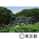 大賀ハス（府中郷土の森公園）