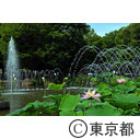 大賀ハス（府中郷土の森公園）