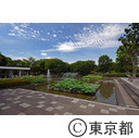大賀ハス（府中郷土の森公園）