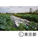 第29回全国都市緑化フェアTOKYO（開会式）