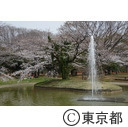 代々木公園（桜）