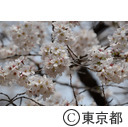 代々木公園（桜）
