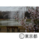 代々木公園（桜）