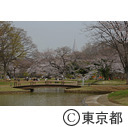 代々木公園（桜）