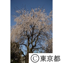 東郷寺～しだれ桜～
