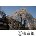 東郷寺～しだれ桜～