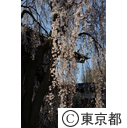 東郷寺～しだれ桜～