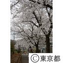 野山北公園（桜）