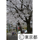 野山北公園（桜）