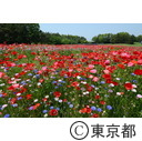 葛西臨海公園（ポピー）