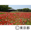 葛西臨海公園（ポピー）