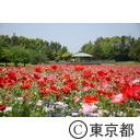 葛西臨海公園（ポピー）