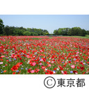 葛西臨海公園（ポピー）