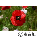 葛西臨海公園（ポピー）
