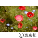 葛西臨海公園（ポピー）