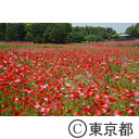 葛西臨海公園（ポピー）