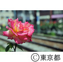 大塚駅バラ祭り
