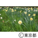 都立小金井公園のスイセン