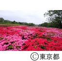 都立小金井公園のつつじ