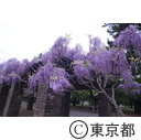 都立小金井公園の藤