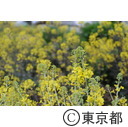 都立小金井公園の菜の花
