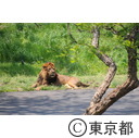 多摩動物公園のライオン