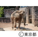 多摩動物公園の象