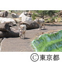 多摩動物公園のタイリクオオカミ