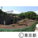 多摩動物公園のタイリクオオカミ