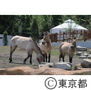 多摩動物公園のモウコノウマ