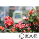 大塚駅バラ祭り（バラ）
